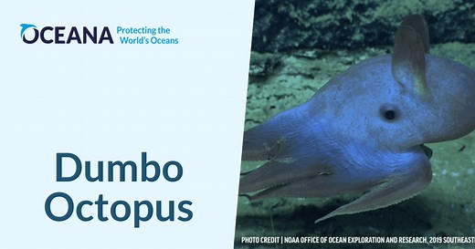 Dumbo Octopus | Oceana