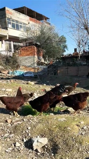 Rhode island red chickens 🥰 #shorts #ytshorts #trending #youtubeshorts #rhodeislandredchickens