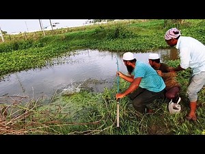 Redbilled Fish Catching| BiG Rohu Fishing |Piranha Fishing|Roopchand Fish Catching|silver carp fish