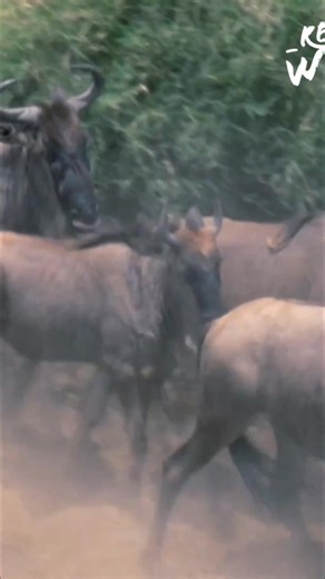 13K views · 211 reactions | Witness the incredible wildebeest migration, a journey fraught with danger. Predators lurk, rivers rage, but their swarm intelligence helps them overcome impossible odds. A true testament to the power of collective action. #WildebeestMigration #AnimalMigration #Wildlife #Nature #Survival #SwarmIntelligence From: Wild Ones 3 S1 Ep2 | Real Wild | Facebook