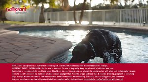 If your vet has prescribed Galliprant, Allivet AutoShip makes it easier to never miss a dose. Sign up for AutoShip today to save on every order and have your pet's medication delivered right to your door. | Allivet | Facebook