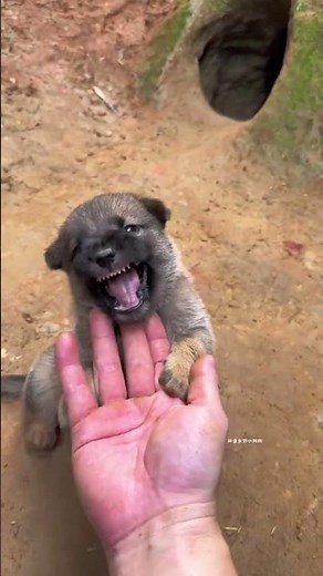 The growth story of the little fat puppy with face change, the little puppy, the pastoral dog, the