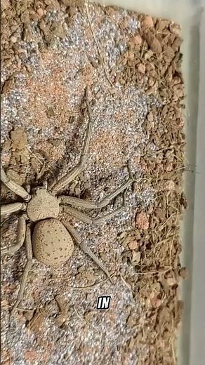 Six-Eyed Sand Spider: Desert Assassin