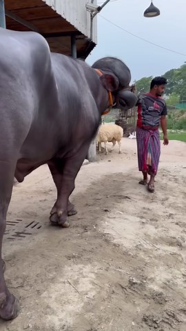 The largest species of wild cattle the Indian Gaur