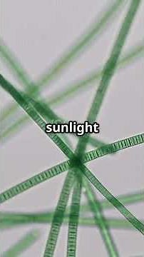 The Microbe That Created Our World