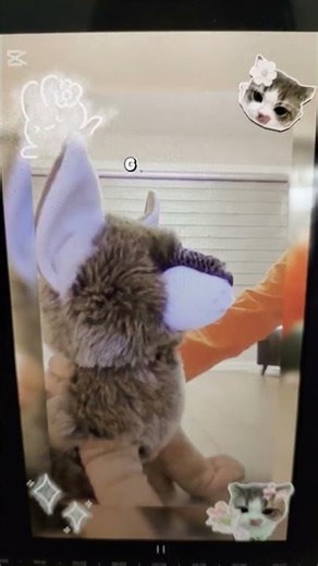 #school #essa #pets. credit to nyuu_ la