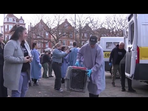 PAWS Chicago receives 32 dogs from California