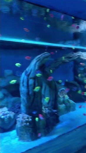 colorfull fish🐠🐋🐟🐠🐋🐟🐠🐋🐟