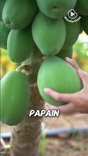 The White Sap Secreted by Papayas