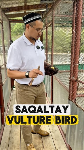 Saqaltay - Vulture Bird 🦅 #raptors #birds #vultures #falconry #falcons #wildlife #travel #animals