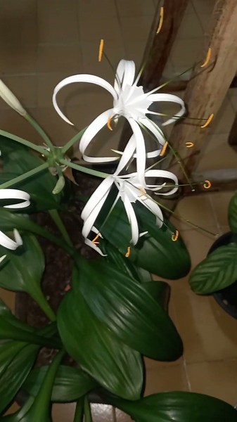 🪴Amazon Lily / Spider Lily🌿