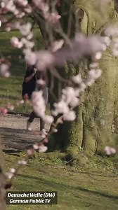 what is the chance that this ancient genital mutilation ritual for girls and boys is actually modern medicine for boys? ZERO. #circumcision | Bloodstained Men & Their Friends