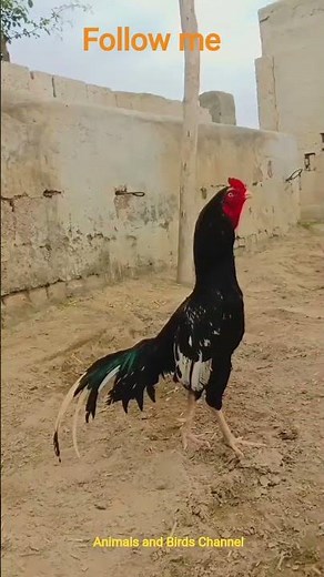 Amazing Video for ROOSTER 🐓🐓🐓#youtube #trending #rooster #shorts