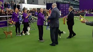 What does it take to become the Master Agility Champions at Westminster? In this mini-series, only available on our website, learn how top agility handler Jessica Ajoux and her Border Collie, Fame(US) came home with the famous win. Watch the mini-series here: http://bit.ly/MasterAgilityChamps | Westminster Kennel Club Dog Show