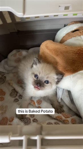 Poets Square Cats on Instagram