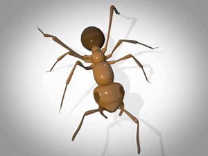 Ant Walk Cycle