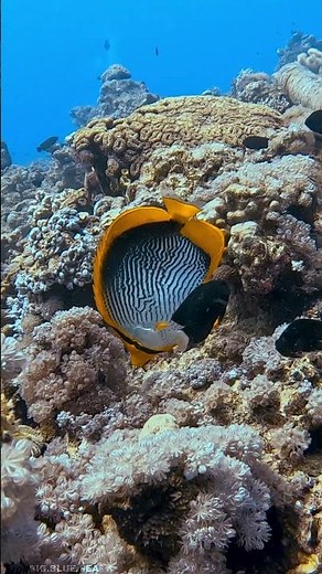 🐠 5 Facts About the Blackback Butterflyfish (Chaetodon melannotus)!