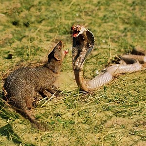 21K views · 39 shares | King Cobra Snake Big Battle In The Desert Mongoose and the unexpected - Amazing Attack of Animals | Blue Sky Animals | Facebook