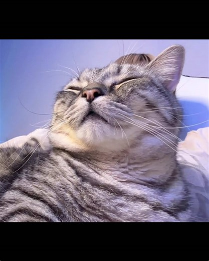 ねこは神！中身人間の猫とその魅力