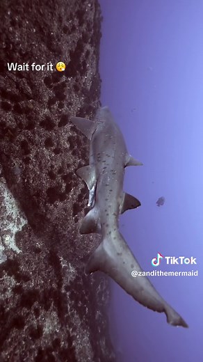 I often say i respect sharks, this is an important distinction because from calm to charge can be seconds, to watch Raggies is to know how miniscule a second is. Anyway, we love Sharks but what we definitely also do is respect them 💙 #shark