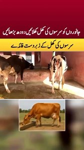 122K views · 2.7K reactions | جانوروں کو سرسوں کی کھل کھلائیں دودھ بڑھائیں! | Dairy Farming In Pakistan. | Facebook