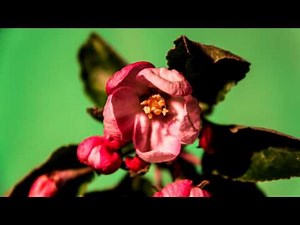 APPLE TREE TIMELAPSE