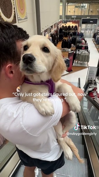Ruby's First Escalator Experience with Golden Retrievers