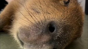 撸撸卡皮巴拉 cr：#capybaracafe