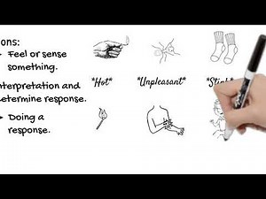 Nervous System: Parts and Definitions. Short Simple Science