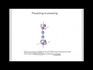 8.5 Nuclear DNA replication in humans