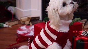 NACOCO Dog Sweater Pet Christmas Elk Bells Sweaters Halloween Reindeer for Small Dog and Cat (L, Red)