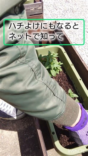 【おっさんガーデニング😎】