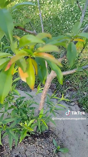 Protect Your Fruit Trees From Insect Pests With Netting #fruit #fruits #tree #trees #garden #foodforest #gardening #gardening101 #urbangarden #backyardgarden #insects #stinkbugs #gardenpests