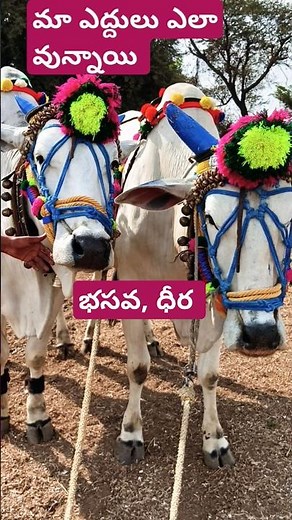 మా ఎద్దులు ఏల వున్నాయి #shorts #ytshorts #forming #bull