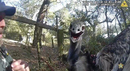 EMU 'ARRESTED': A runaway emu had to be handcuffed after trying to kick the officer who was trying to get it back to its owners last week in St. Augustine, Florida. See the capture: https://www.foxweather.com/earth-space/emu-arrested-runaway-escapee-sheriff-florida-video | FOX Weather