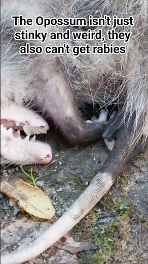 Opossums have a low enough body temperature that the rabies virus can't survive. It's a superpower.