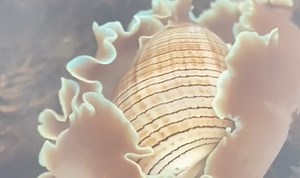 Stunning Sea Snail Surprise Found on Sacred Trail in Japan