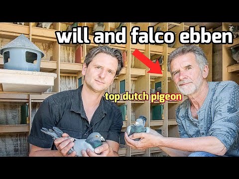 Top Dutch Racing Pigeons from Will & Falco Ebben | Herbots Auction Spotlight