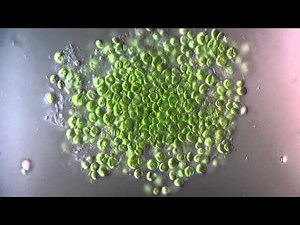 Chlorella - Chlorophyta / 1250x