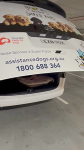 2.4K views | Assistance Dogs Australia on Reels | Facebook