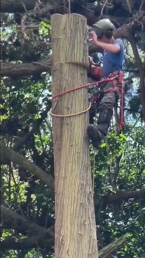 Industrial Tree Felling with Chain Saw