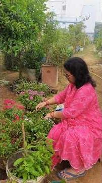 winter season main ap ka pentas plant ko keyse care karein.pentasflower #youtubeshorts #careandtips