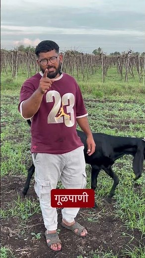 Iron & Mineral Deficiency in Goat Kids | Easy Solution #beetalgoat