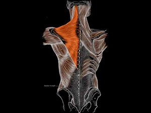 Trapezius Muscle