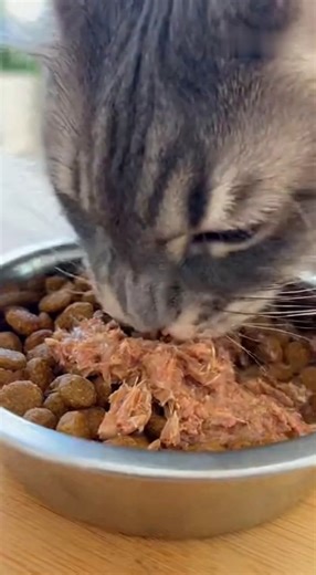 Life can be stressful — but this little cat knows how to fix that! Listen to soft purrs, tiny meows, and peaceful breathing. Close your eyes and feel your stress fade away.  ❤️ Like if this made you smile! #CatPurring #ASMRRelax #CalmingVibes | Adopt together | Facebook