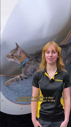 How to train your cat to use a cat wheel