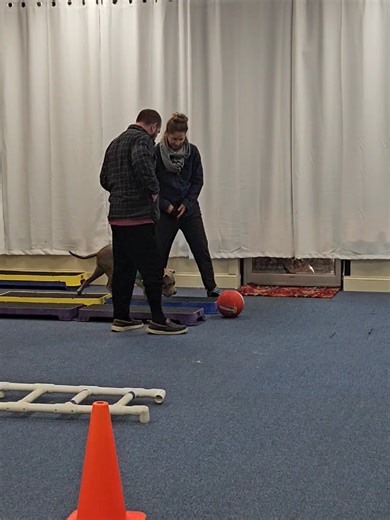 1.2K views · 11 reactions | Nice push Earl | Wiggle branch DOG training | Facebook