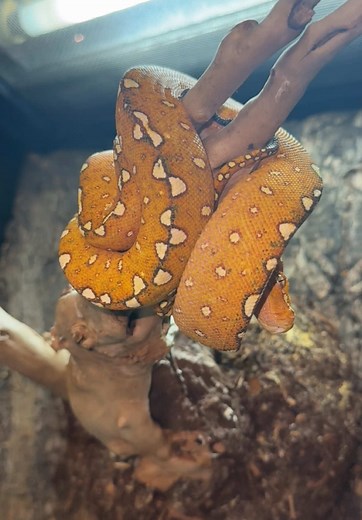 Welcome Mr.Grinch to the family 🫶🏾#snake #reptiles#reptilesoftiktok #fyp#viral#reptile#greentreepython#page#business#contentcreator#animal#foryoupage #