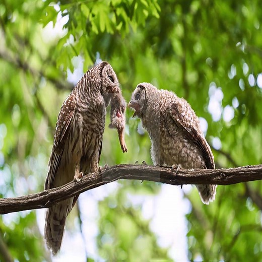 193K views · 3K reactions | Baby Great Horned Owl, Feeding time with mom | Bird TV | Facebook