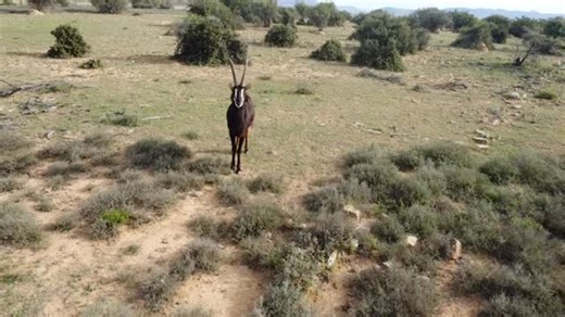 Sable Facts You Didn’t Know 👇 • Males darken with age — the darker the coat, the more dominant the bull • Their horns curve back like a scythe, built for protection • Known for bravery, a sable will fight off predators if needed 📍Witness them up close at Belvedere Safaris! #sable #huntinglife #belvederesafaris #ethicalhunting #trophyhunt | Belvedere Safaris
